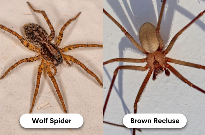 brown recluse spider comparison brown recluse spider comparison