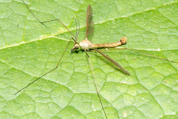 crane fly vs mosquito