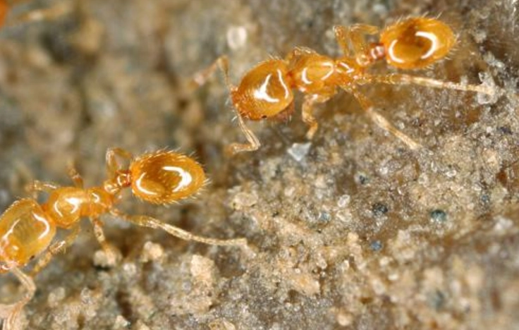 How to get rid of thief ants