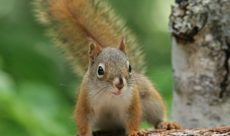 are there red squirrels in indiana
