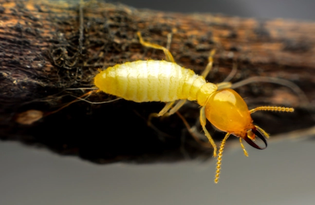 termite identification