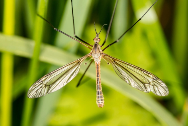 are crane flies dangerous