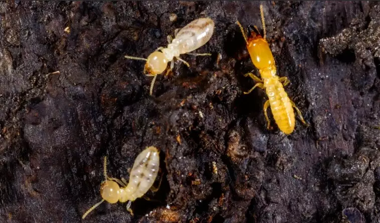 subterranean termites