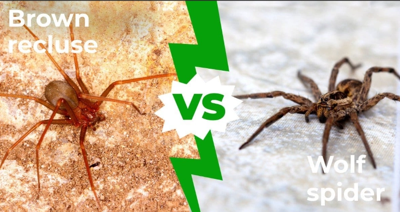brown recluse compared to wolf spider