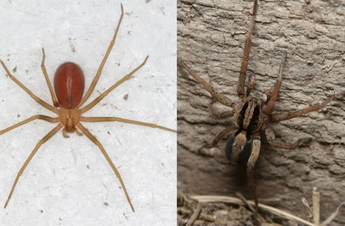 identify brown recluse wolf spider identify brown recluse wolf spider