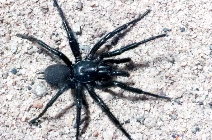 funnel web spider