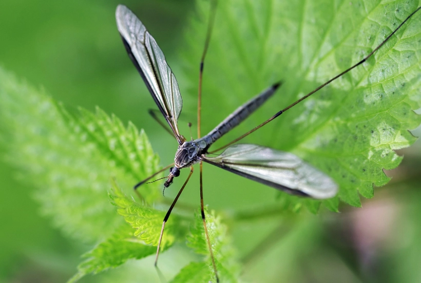 do crane flies bite