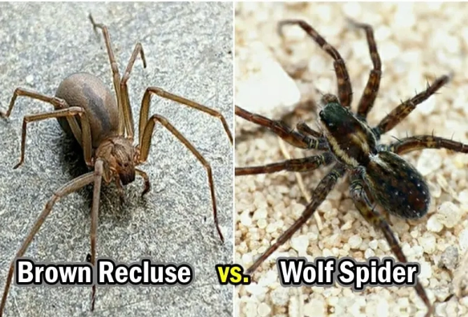 identify brown recluse wolf spider identify brown recluse wolf spider