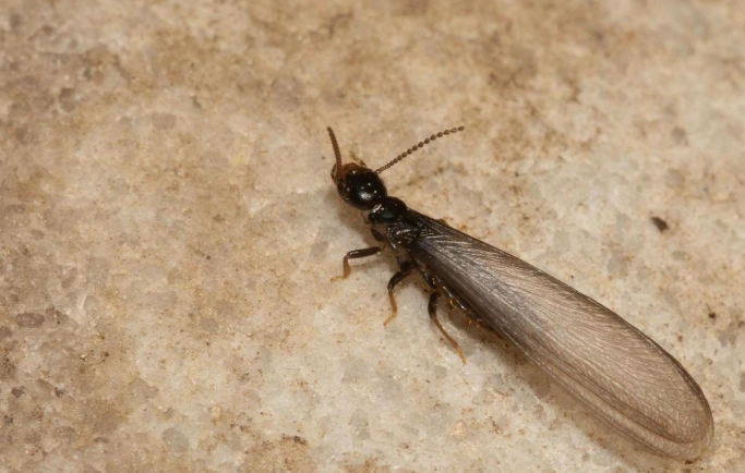 what do termites look like