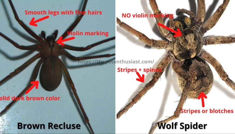 wolf spider vs brown recluse wolf spider vs brown recluse