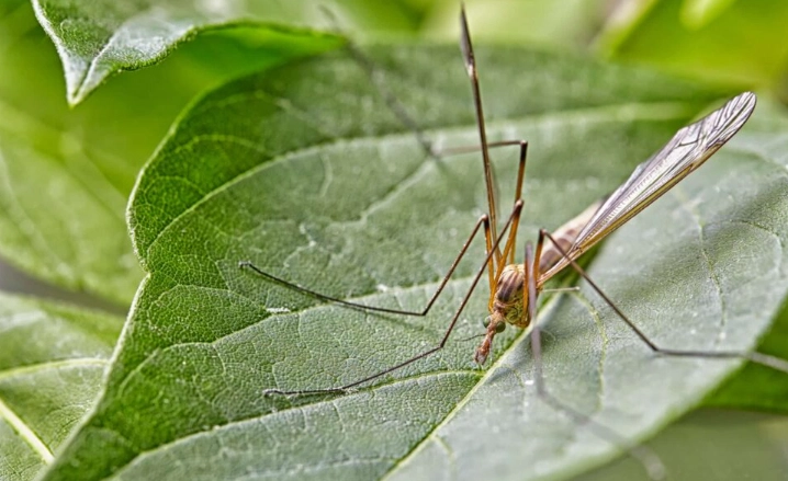 florida crane fly