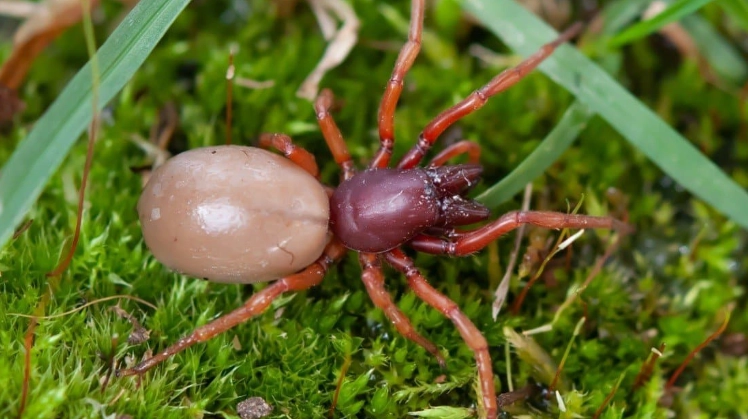 where do woodlouse spiders live