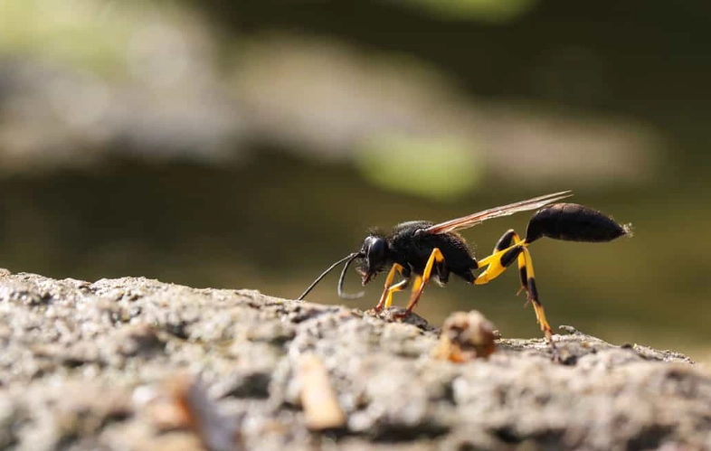 mud dauber nest removal