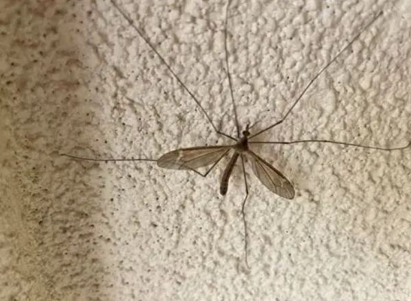 white crane fly