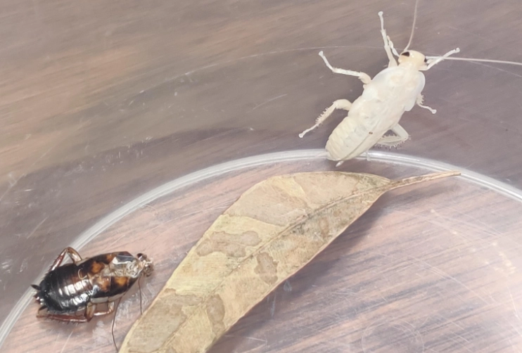 cockroach exoskeleton cockroach exoskeleton