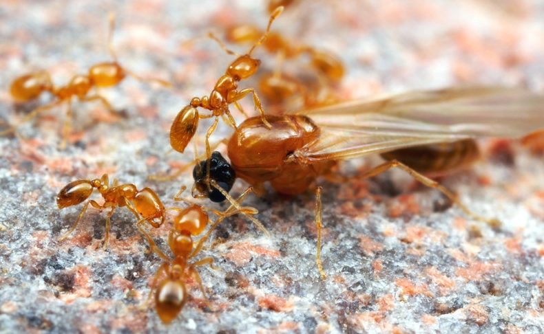 thief ant control