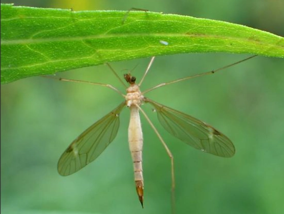 crane fly vs mosquito