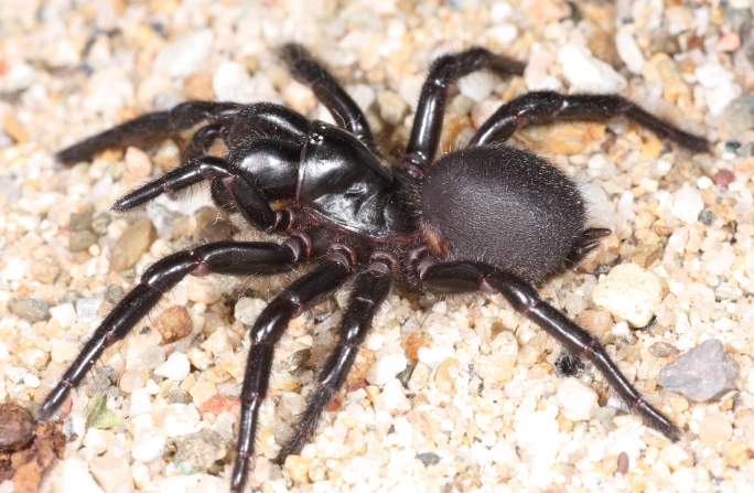 funnel web spider
