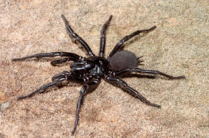 funnel web spider