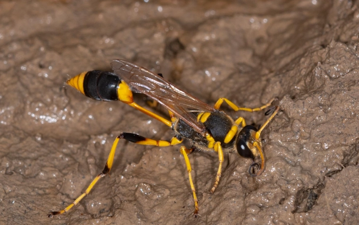 are mud daubers dangerous