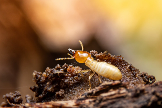 subterranean termites