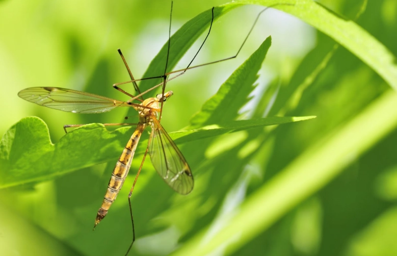 florida crane fly