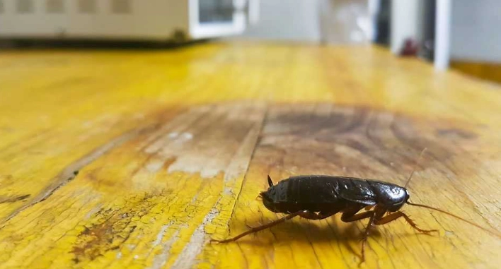 cockroach shedding cockroach shedding