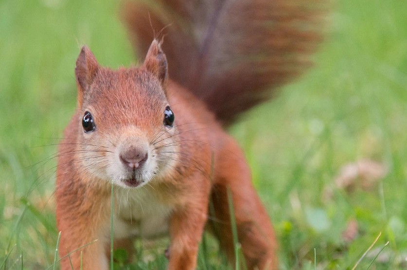 indiana red squirrel