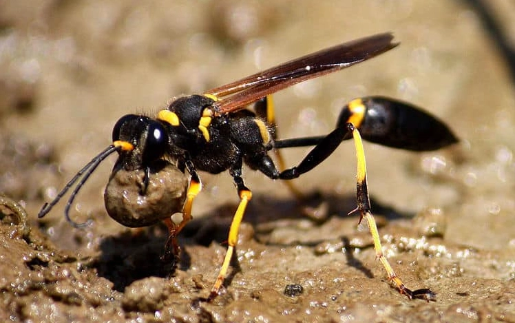 mud dauber nest removal