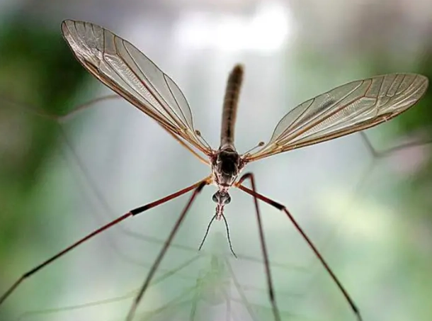 are crane flies dangerous