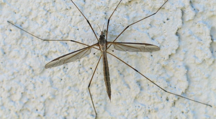 are crane flies dangerous