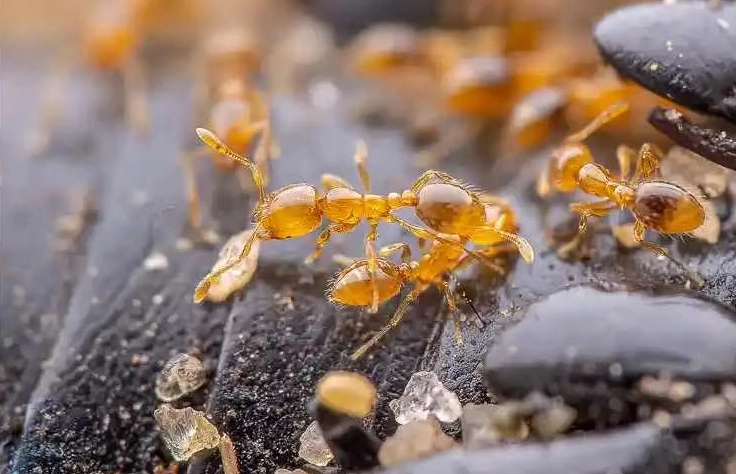 thief ant control