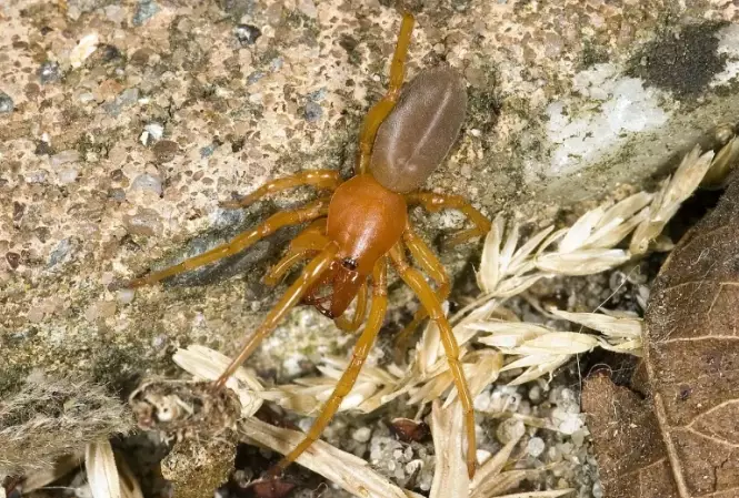 where do woodlouse spiders live