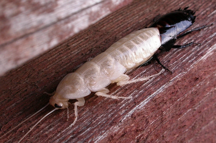 cockroach shedding cockroach shedding