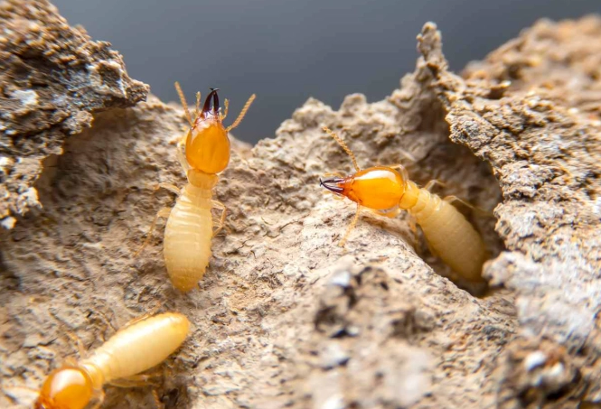 termite identification