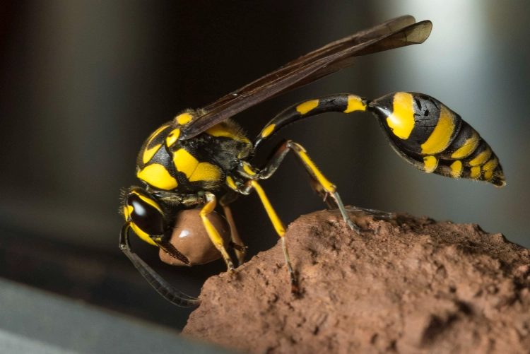 are mud daubers dangerous