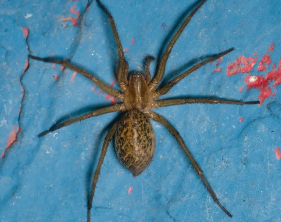 kansas spider identification kansas spider identification