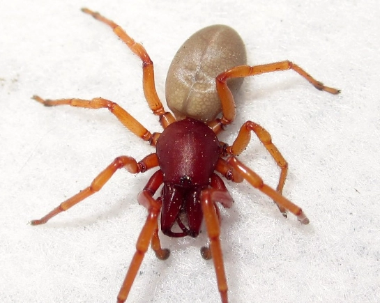 red spiders identification