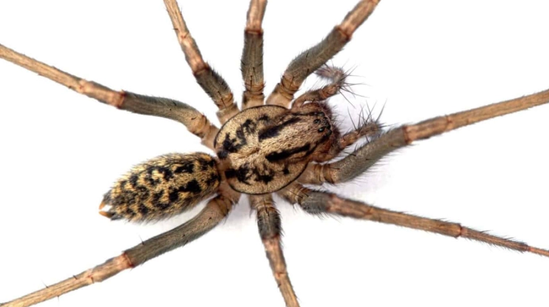 hobo spider bite hobo spider bite