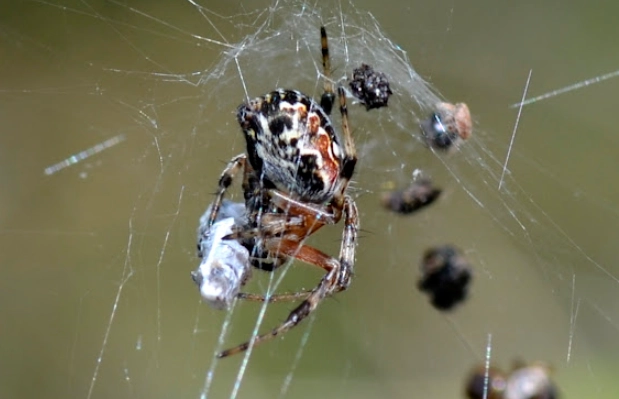 orb weaver spider new mexico