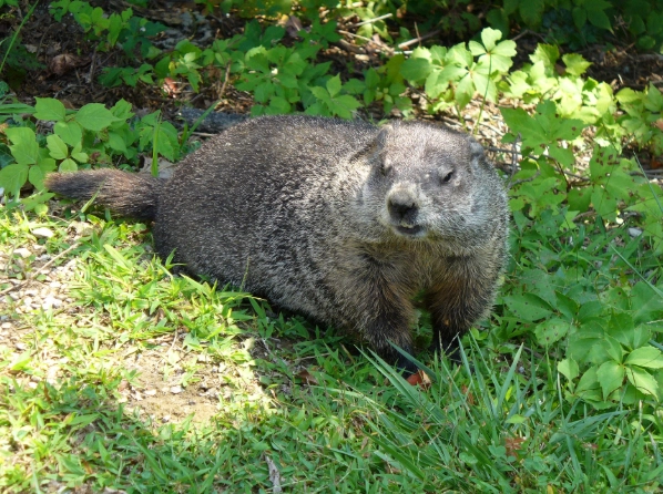 woodchuck damage Kansas