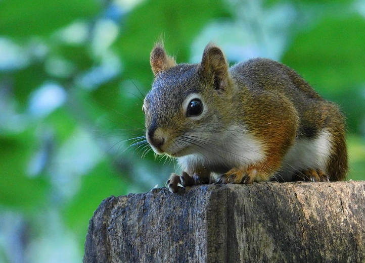 squirrels in Ohio squirrels in Ohio