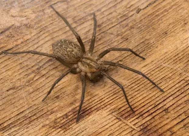 hobo spider bite hobo spider bite
