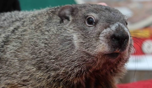 groundhogs in Kansas