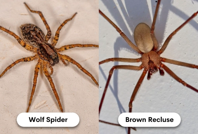 brown recluse spider bite
