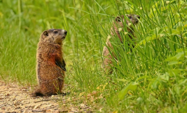 groundhogs in Kansas
