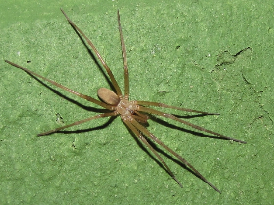 gray spider with long legs