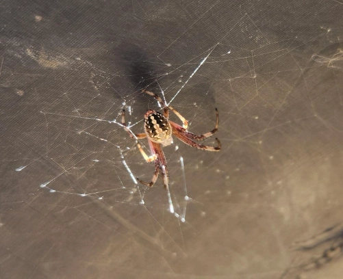new mexico garden spider