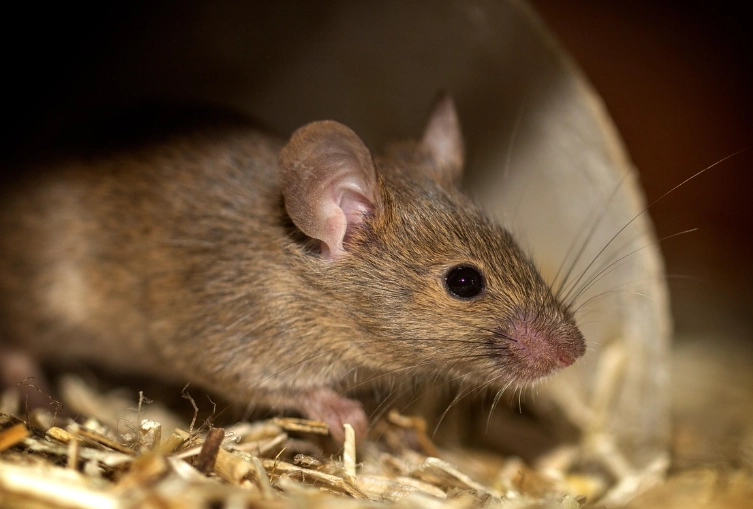 house mouse control