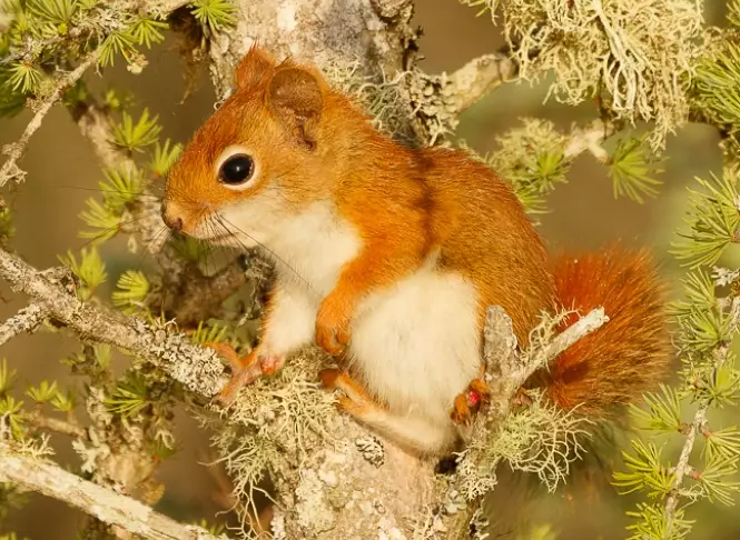 are red squirrels endangered in ohio